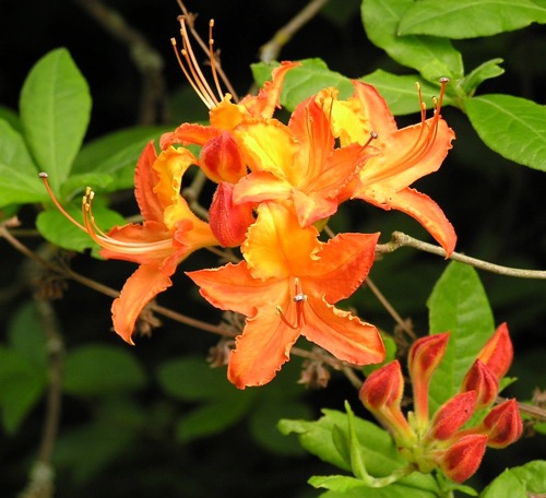 Azalea