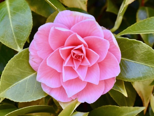 Camellia