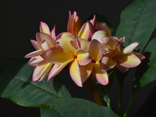 Plumeria