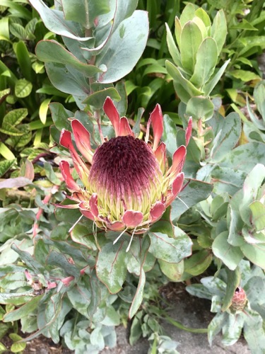 Protea