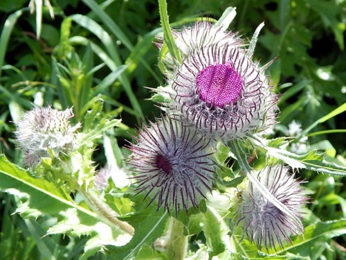 Thistle