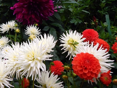 Dahlias