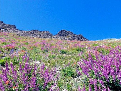 Wildflowers