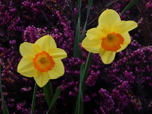 Daffodils