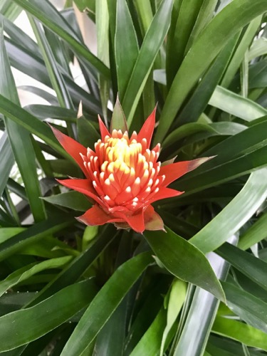 Bromeliad