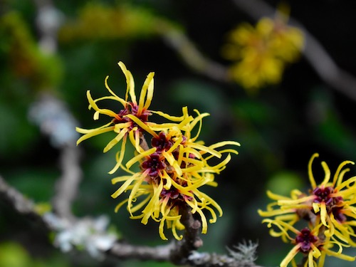 Witch Hazel