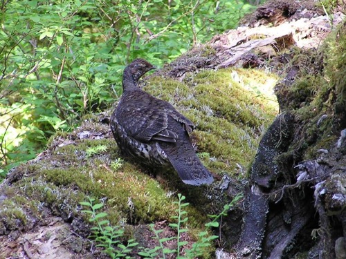 Blue Grouse