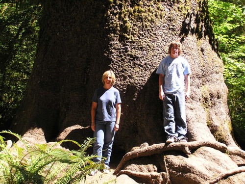 Large Spruce