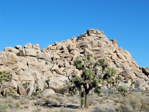 Joshua Tree