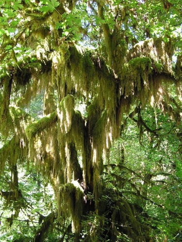 Mossy Branch