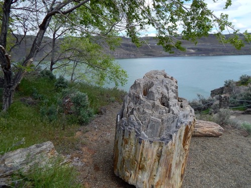 Petrified Log