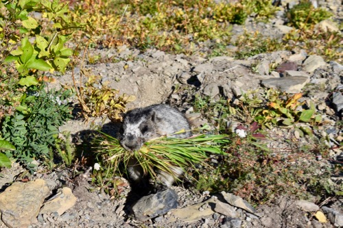 Marmot