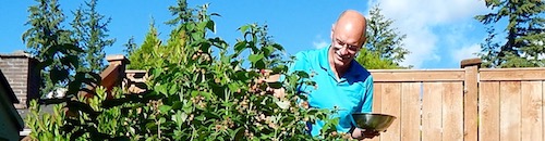 Picking Raspberries