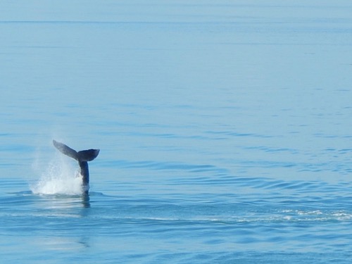 Whale tail