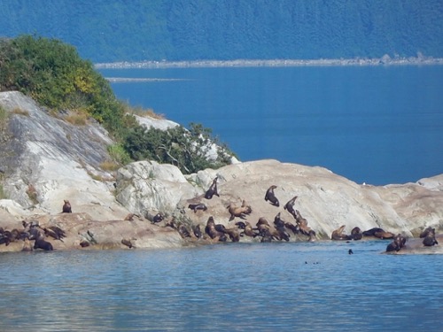 Sea lions