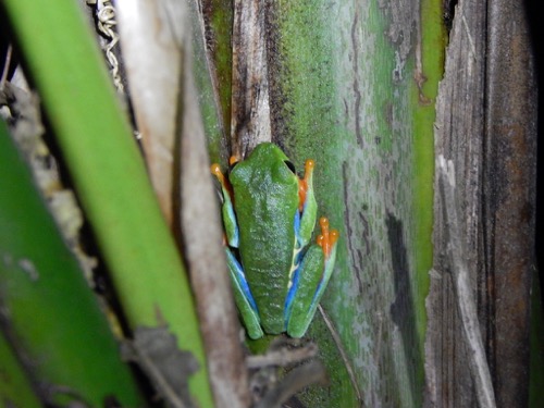 Red Eyed Tree Frog