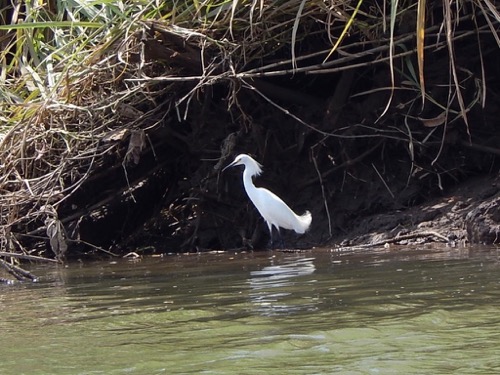 Egret