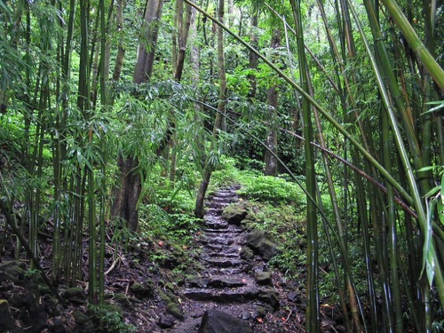 Bamboo Forest