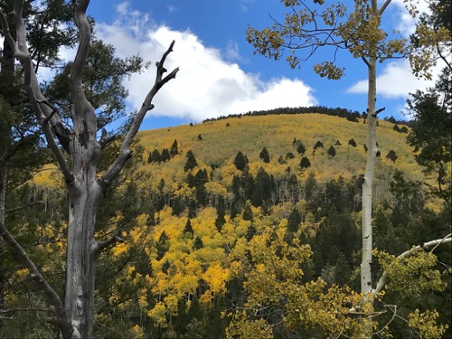 Aspens