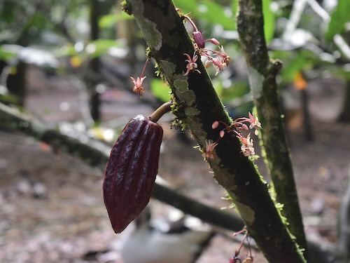 Cacao