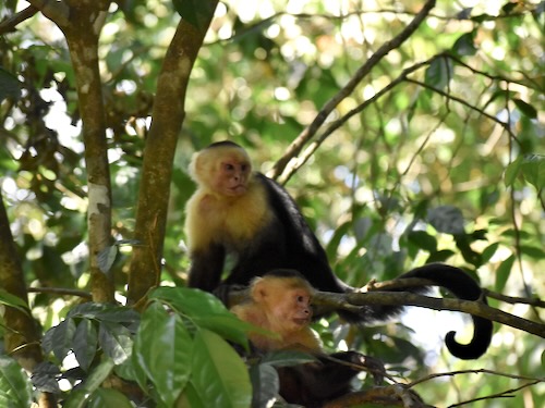 Capuchin