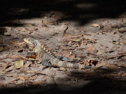 Iguana