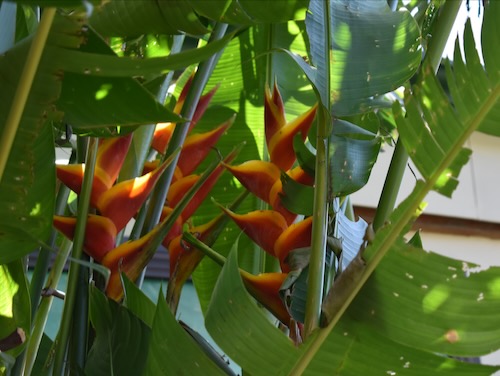 Heliconia