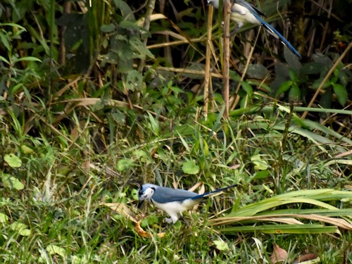 Magpie Jay