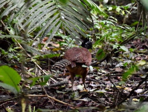 Curassow