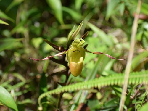 Lady Slipper