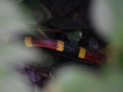 Coral Snake