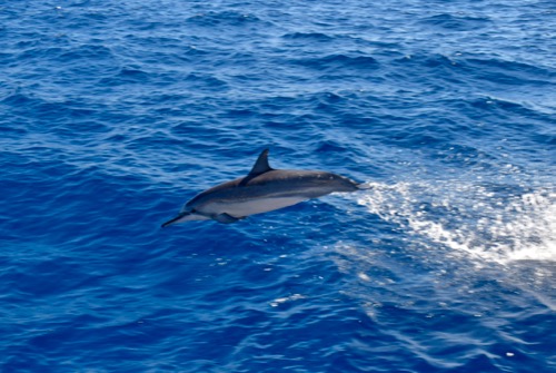 Jumping Dolphin