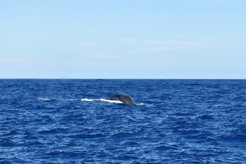 Humpback Whale