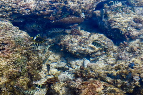 Tide Pool Life