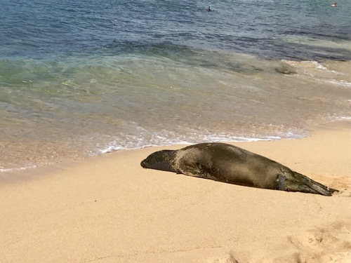 Monk Seal