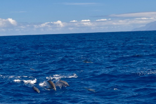 Dolphins