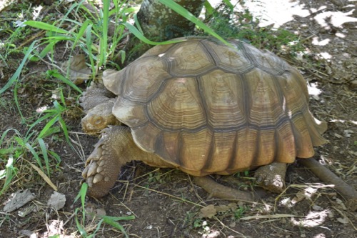 Tortoise