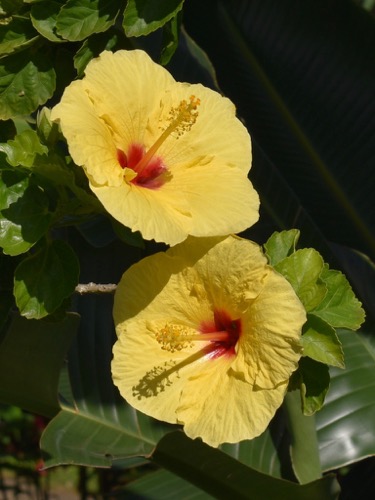 Hibiscus