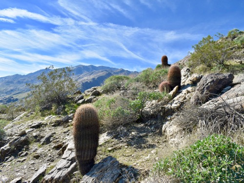 Barrel Cactus