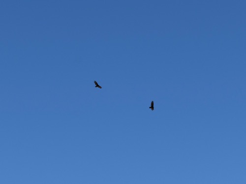 Vultures