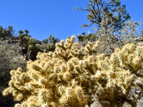 Cholla