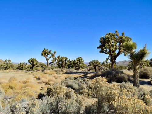 Joshua Tree View