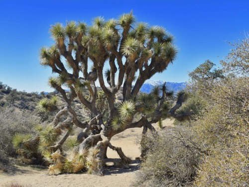 Joshua Tree